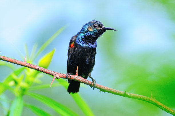 紫色的太阳鸟男性……学名:亚洲Cinnyris图片下载