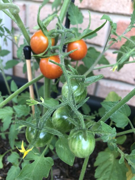 小块西红柿3图片下载