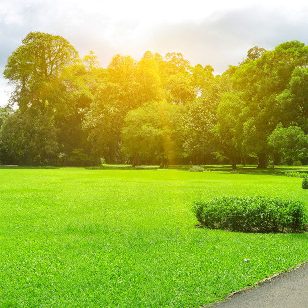 夏天风景如画的公园图片下载