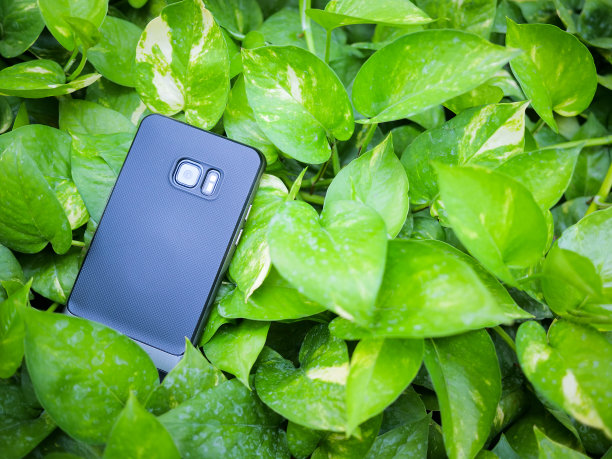 智能手机封面上的绿叶概念与copyspace图片下载