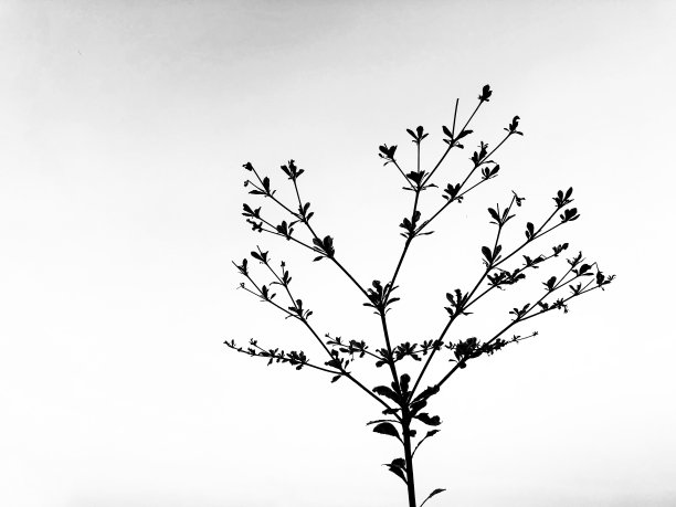 树枝的剪影在白色的天空。图片下载