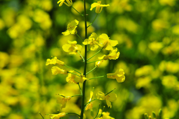 黄花场图片下载