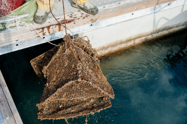 鱼在渔人的网里被捕获图片下载