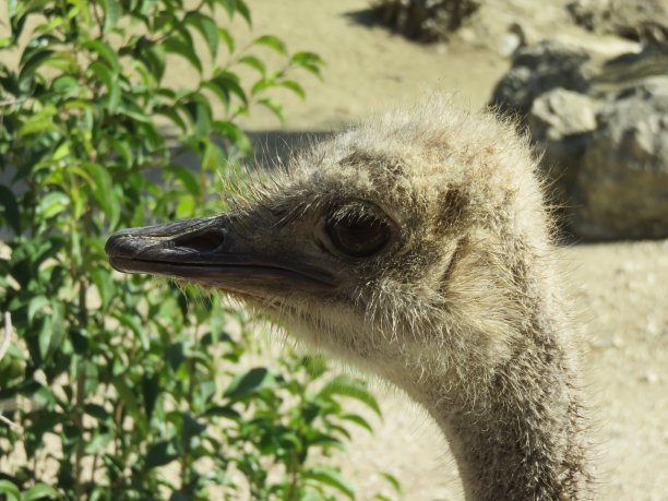 雌性鸵鸟图片下载