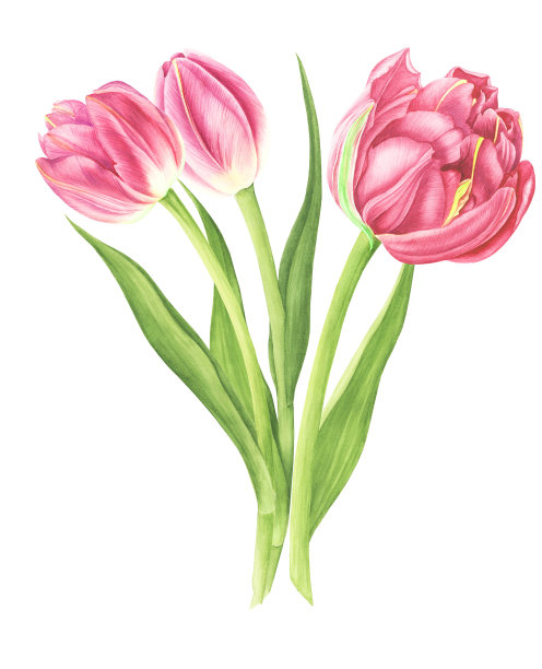 郁金香花束，水彩画。用于设计卡片、图案和纺织品。图片下载