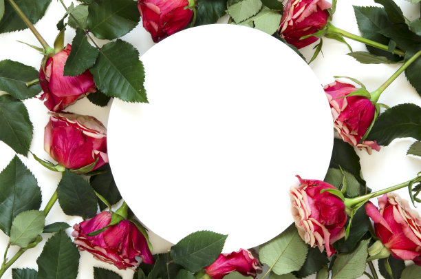 花组成。框架由玫瑰花在白色的背景。平铺，俯视图，拷贝空间。——图片图片下载