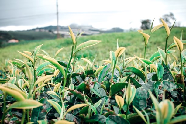 越南的绿茶田图片下载