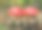 秋天森林中的红蝇木耳(白毒伞)图片下载