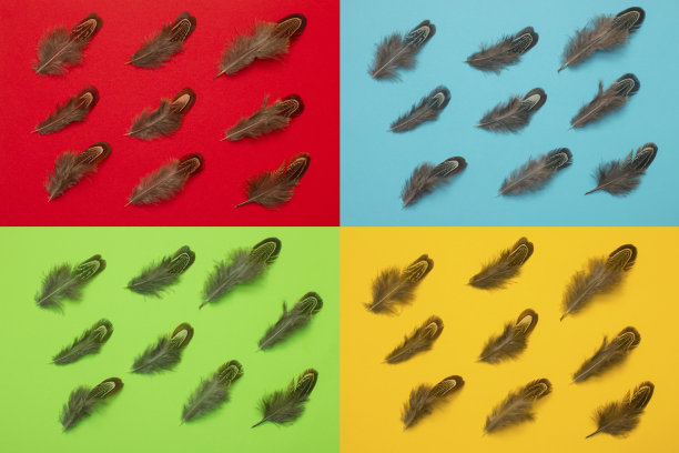 雉鸡的羽毛平躺在多色的背景上图片下载