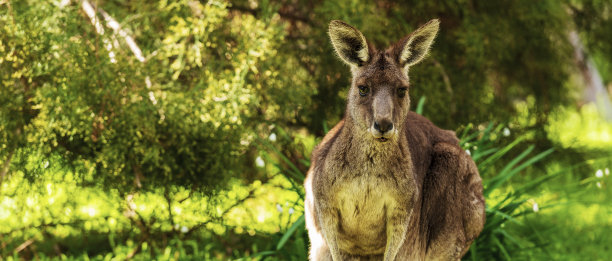 带有复制空间的袋鼠图片下载