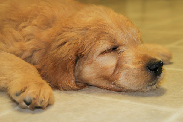 Goldendoodle幼犬图片下载