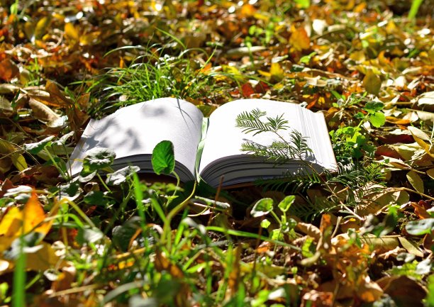 打开的书躺在公园的草地上图片下载