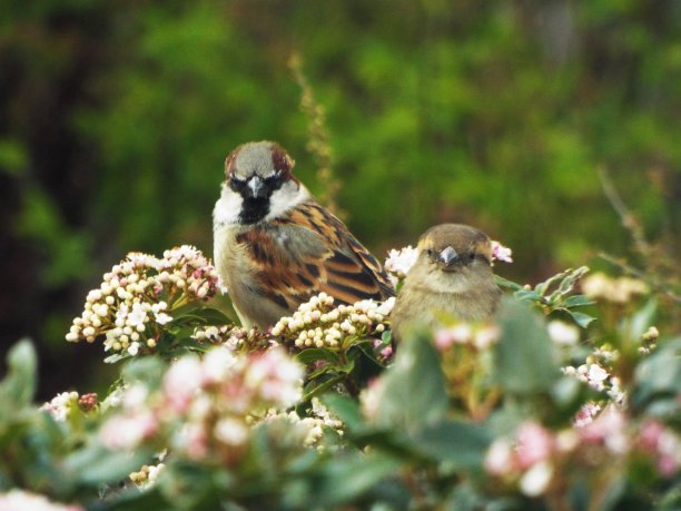 家麻雀图片下载