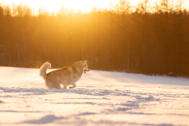 疯狂、快乐和可爱的米色和白色的西伯利亚哈斯奇犬在冬天的雪地上奔跑，在金色的夕阳下图片下载