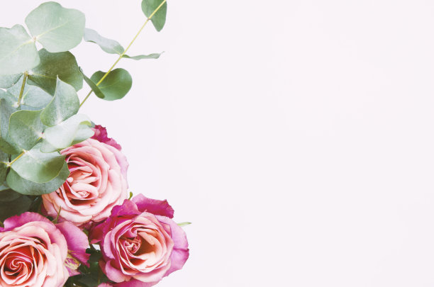 花组成。玫瑰花和树枝桉树在白色的背景。俯视图，复制空间。——图片图片下载