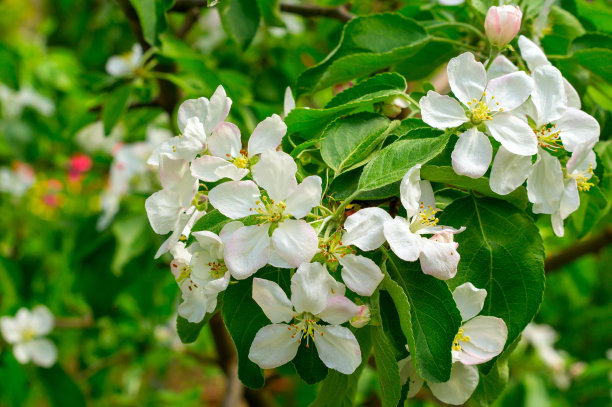苹果树花。花冠植物结种子的部分，由生殖器官(雄蕊和心皮)组成，通常被色彩鲜艳的花冠包围图片下载