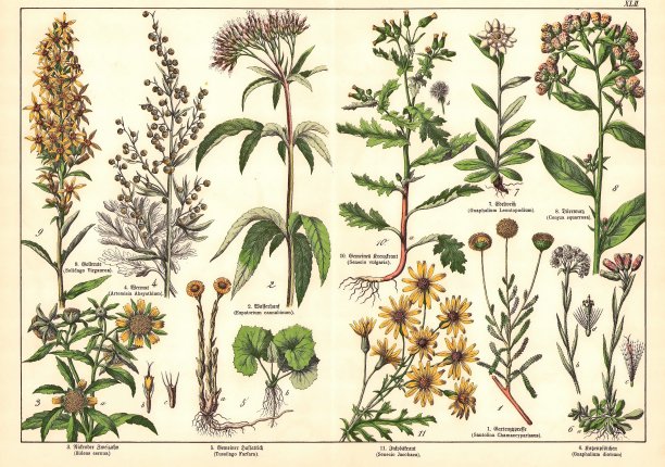 19世纪维多利亚风格植物石版画（德国慕尼黑，1880-1889年）图片下载