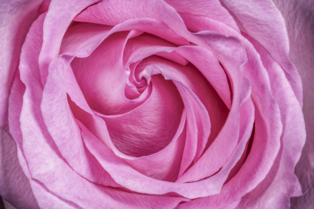 Macro-Pink玫瑰图片下载