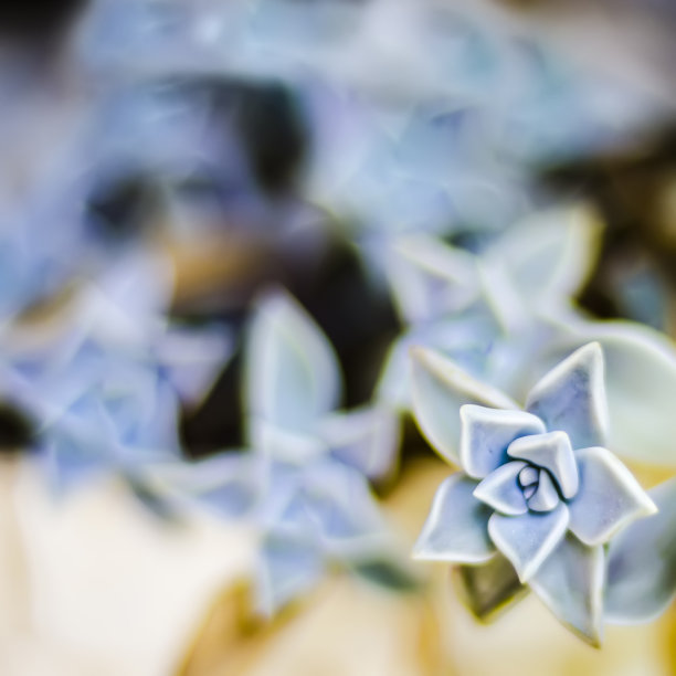 幽灵植物的印象派特写图片下载