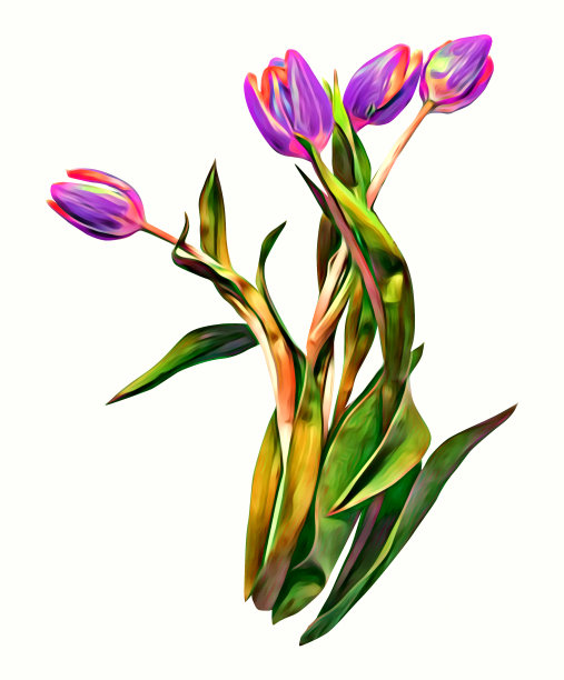 郁金香图案，手绘水彩插图。图片下载