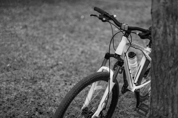 在一个可爱的秋天/秋天的一天，自行车呆在公园的树附近的黑白照片。图片下载