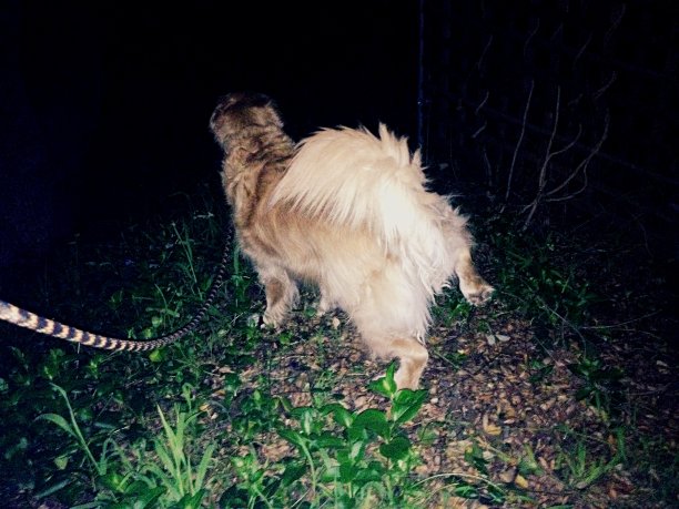 一只金毛猎犬抬起腿去撒尿图片下载