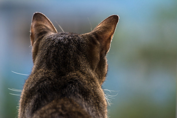棕色虎斑猫靠近窗户。图片下载