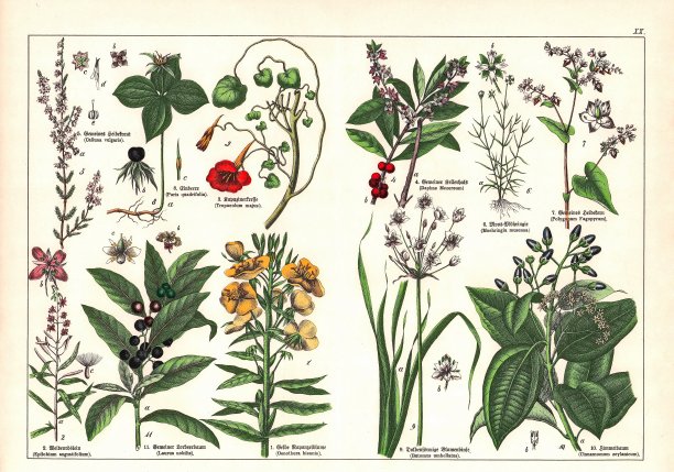 19世纪-原始扫描古董维多利亚风格的植物石版，有相应的拉丁文和古德语文字说明。慕尼黑，1880 - 1889年，德国。图片下载