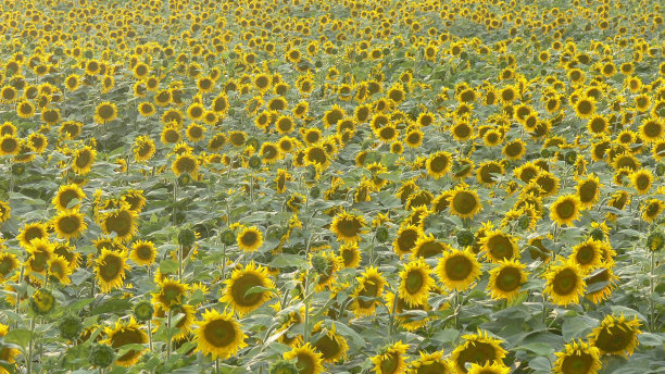 匈牙利的向日葵田图片下载