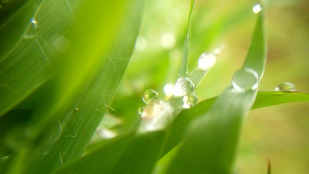 草中的露珠图片下载