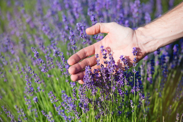 薰衣草。男人用手剪薰衣草花。手触摸薰衣草，感受自然。图片下载