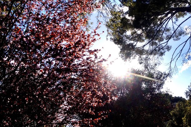 盛开的樱花在山上盛开图片下载