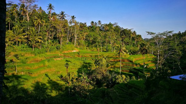 巴厘岛的热带景观图片下载