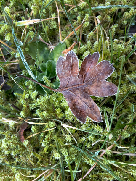 孤独的叶子图片下载