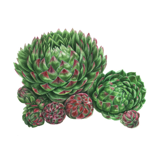 水彩绘画多汁。白色背景上分离的绿色植物，常青藤植物学插图图片下载