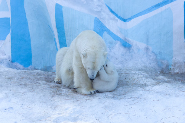 带着幼崽的白北极熊一家。图片下载