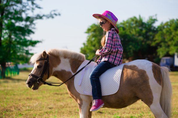 小马。景观。骑。夏天。美国的农场图片下载