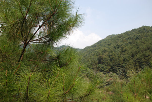 松树的叶子呈针形，在阳光明媚的日子里近距离观看图片下载