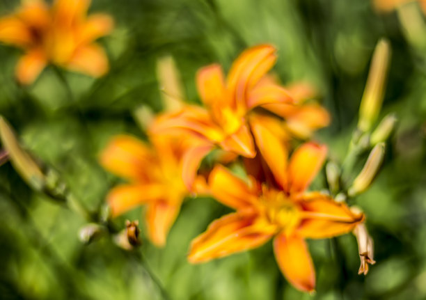 印象主义特写虎萱草在花园里图片下载