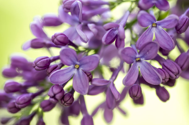 丁香的特写，紫丁香图片下载