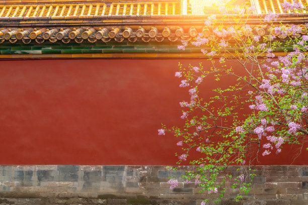 紫丁香以阳光和仿空间盛开在紫禁城图片下载