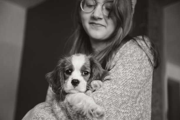 少女和骑士查尔斯国王的小猎犬图片下载