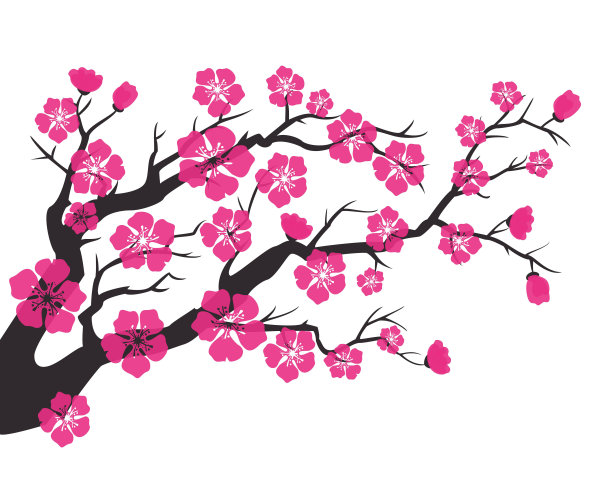 樱花，樱花。图片下载