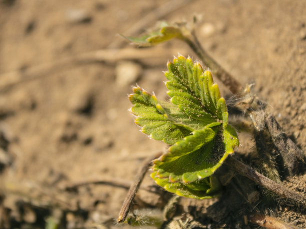 地上长着一丛绿色的草莓。增长和发展图片下载