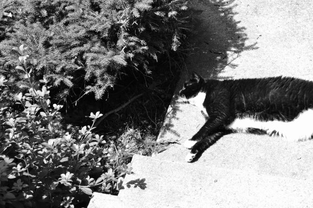 户外猫图片图片下载