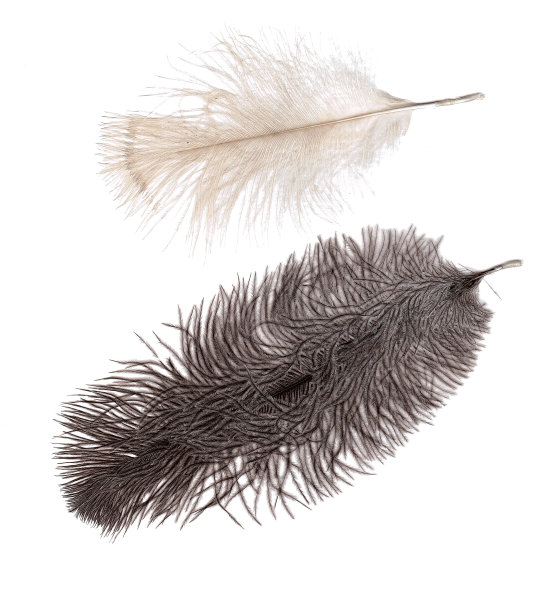 两根鸵鸟羽毛孤立在白色背景上图片下载