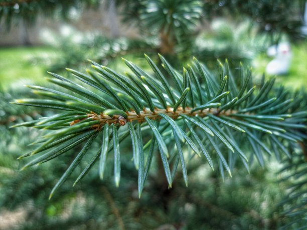 美丽的绿松。图片下载