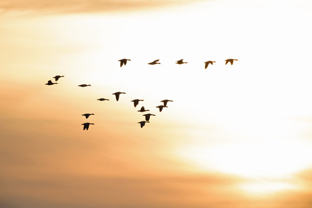 荷兰的晨光中，一群大雁的轮廓在飞翔。图片下载