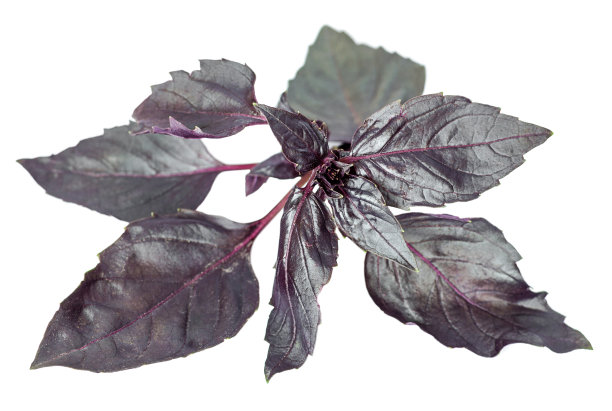 红色的罗勒叶在白色的背景上图片下载