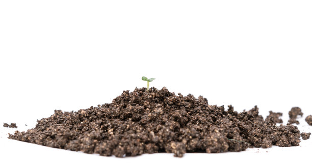 幼苗在春天发芽图片下载